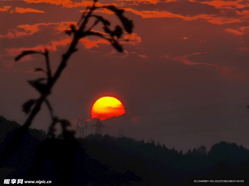 夕阳红