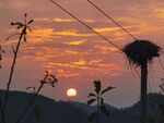 夕阳鸟窝