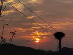 夕阳  鸟巢