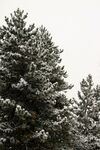雪景