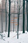 雪景
