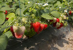 草莓种植摄影图片