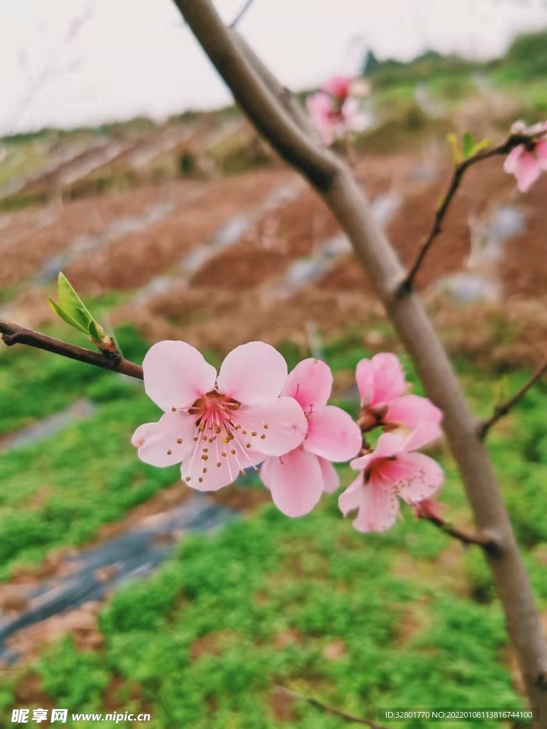 花卉 桃花