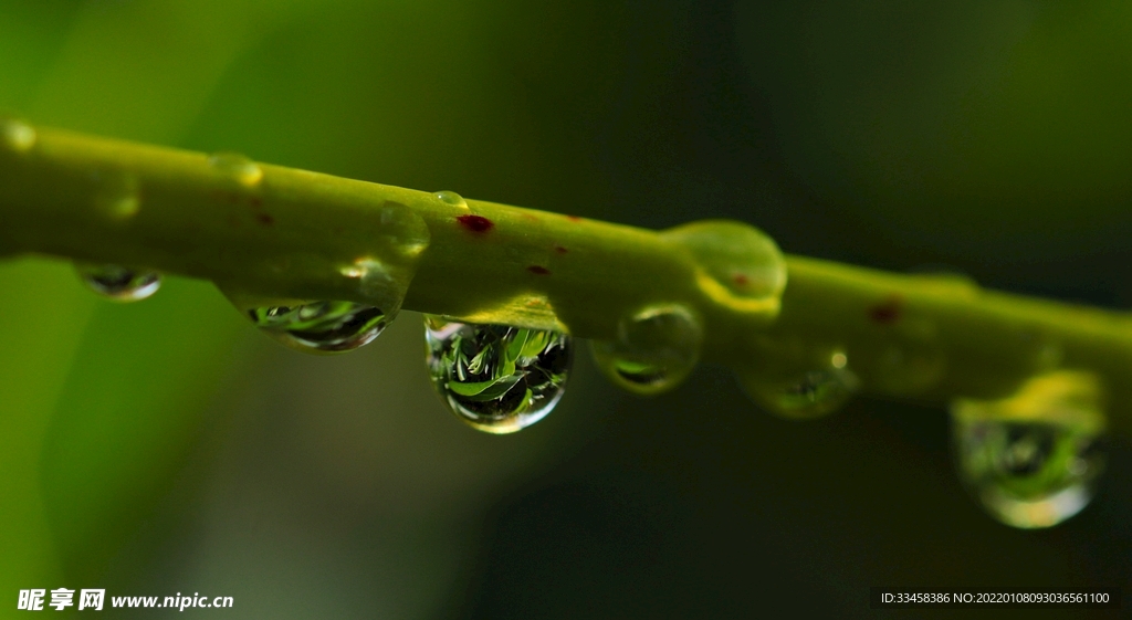 雨滴 心情 树枝 绿色 素材