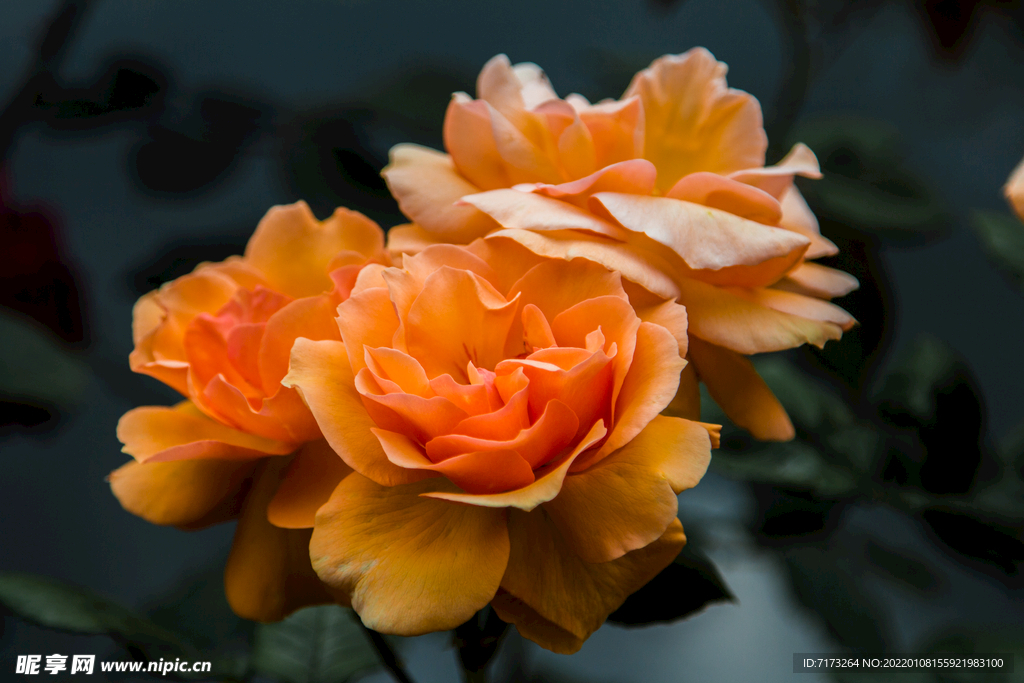 花