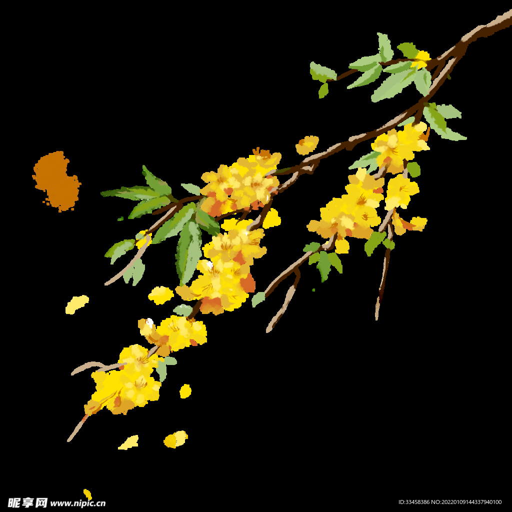 春天春季迎春花 植物花朵鲜花