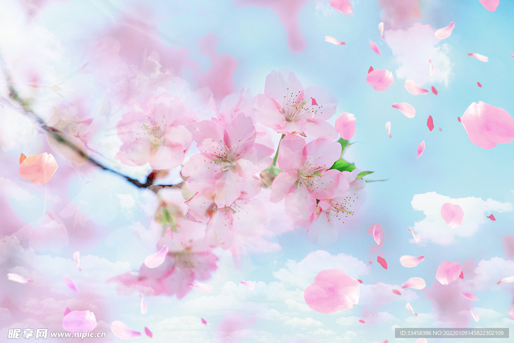 浪漫樱花