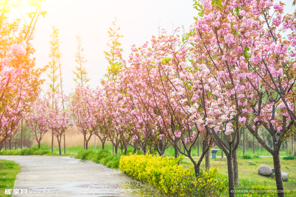 阳光樱花树公园