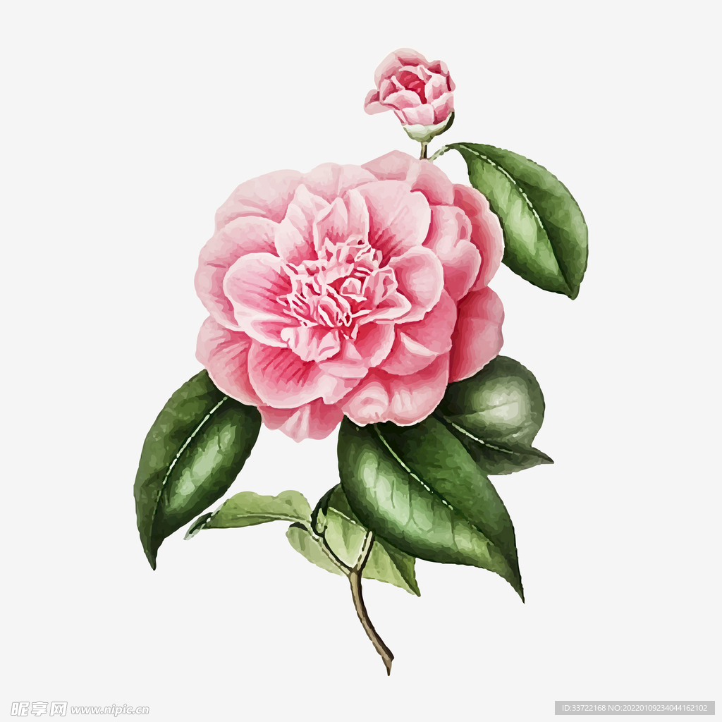 茶花
