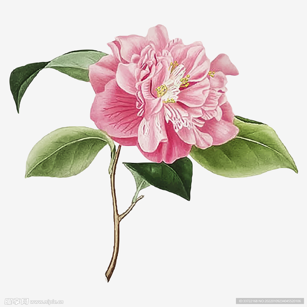 杜鹃花