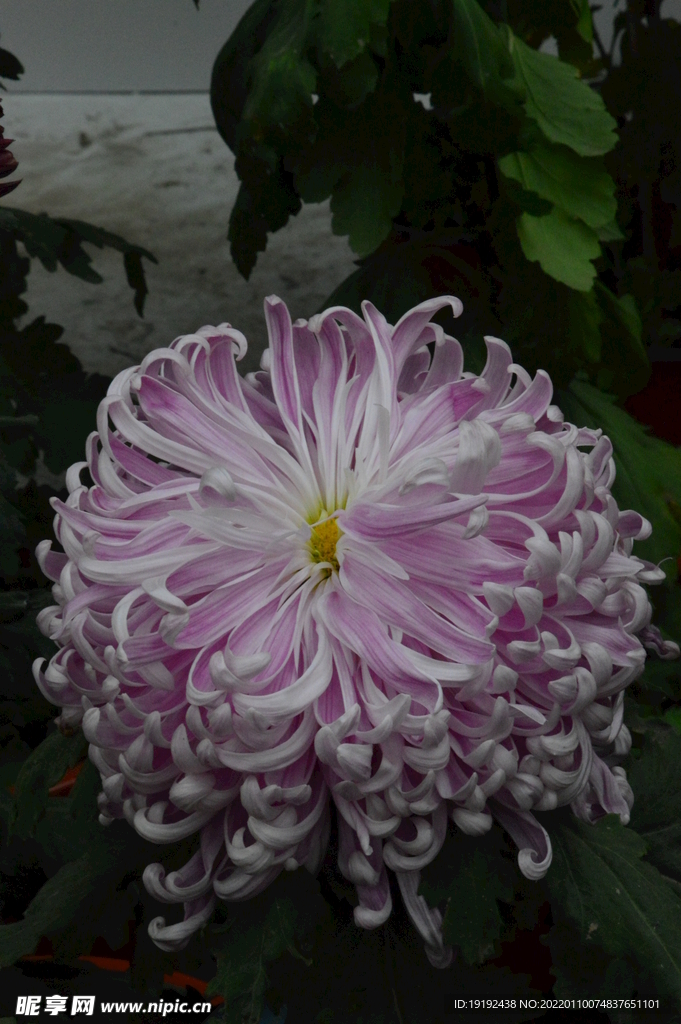 菊花 