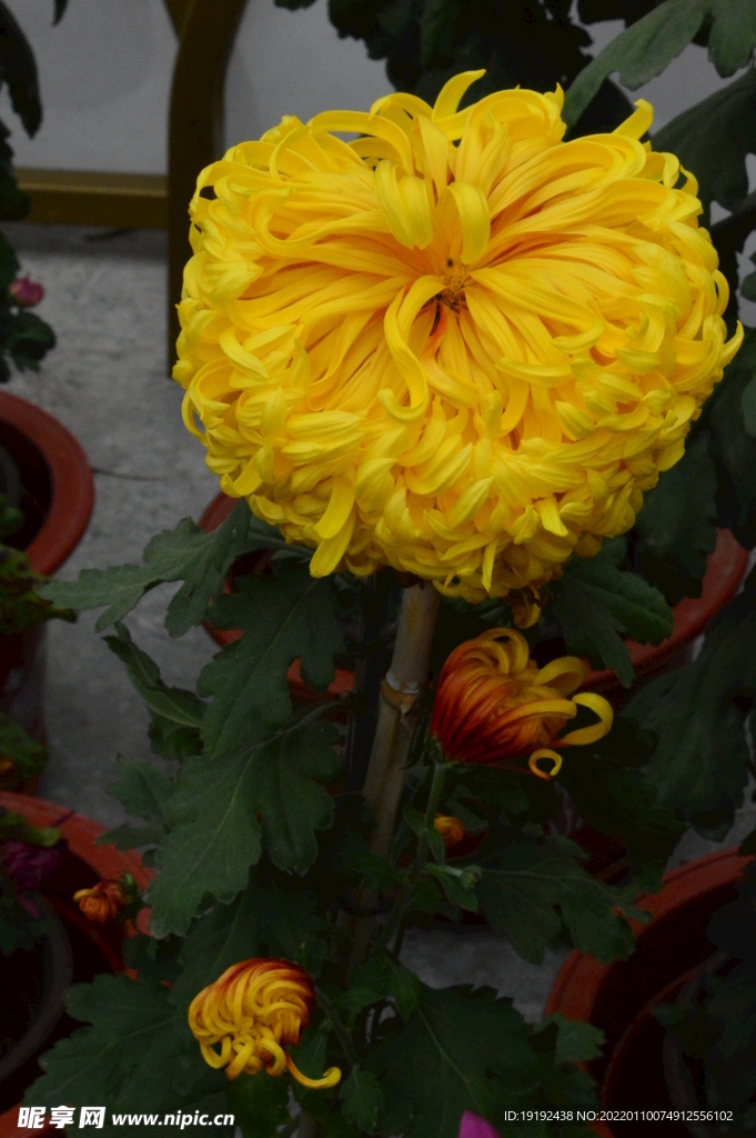 菊花 