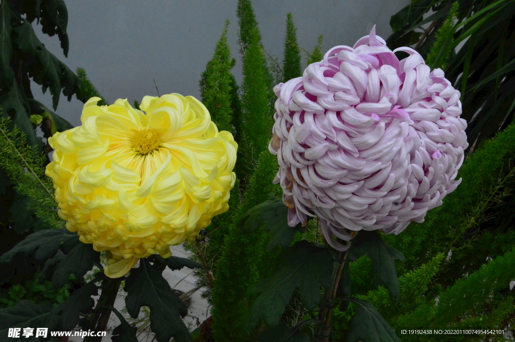 菊花 