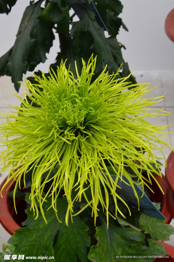 菊花 