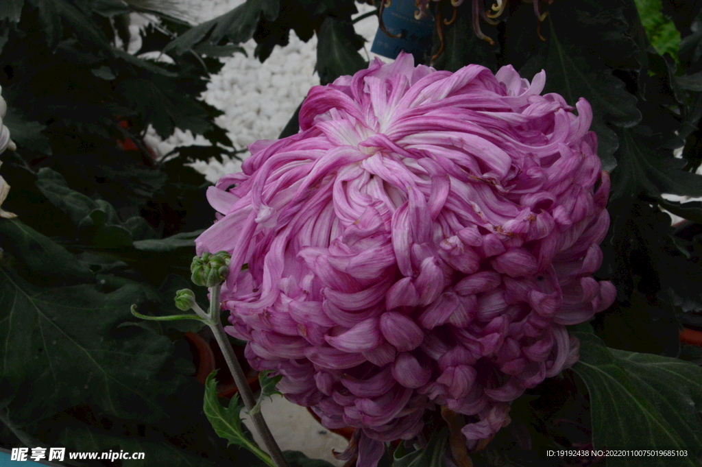 菊花 