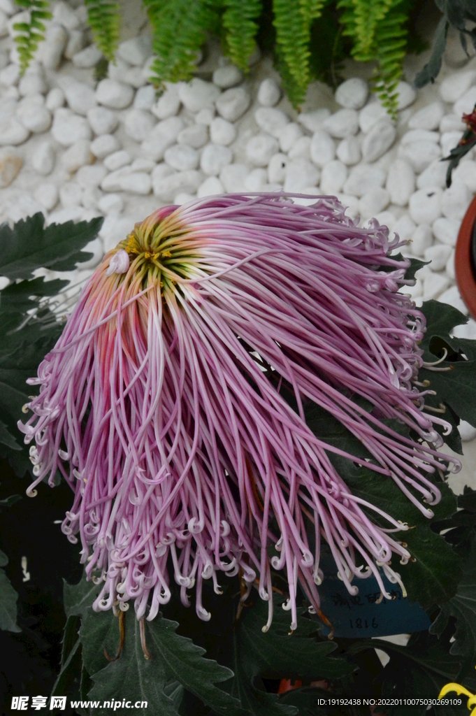 菊花