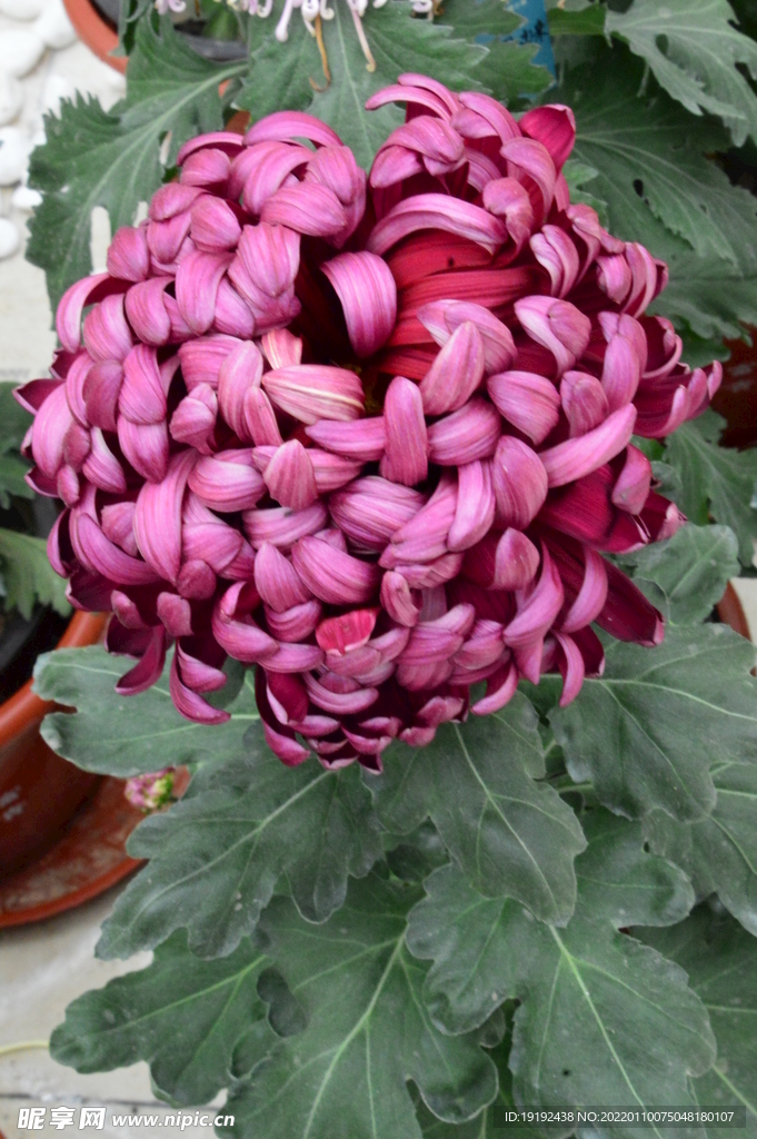菊花 