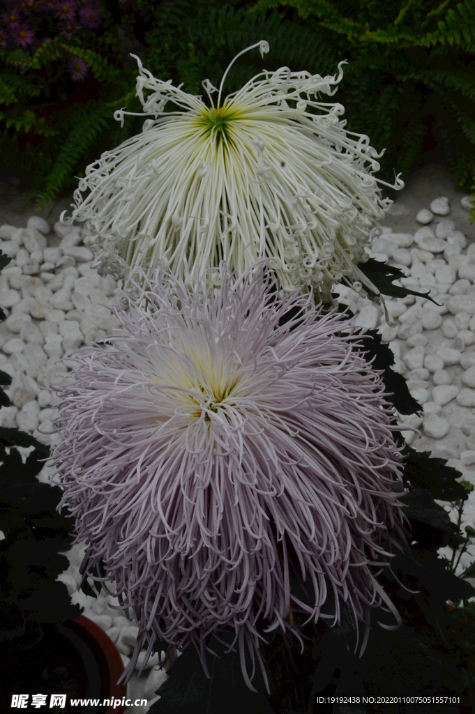菊花