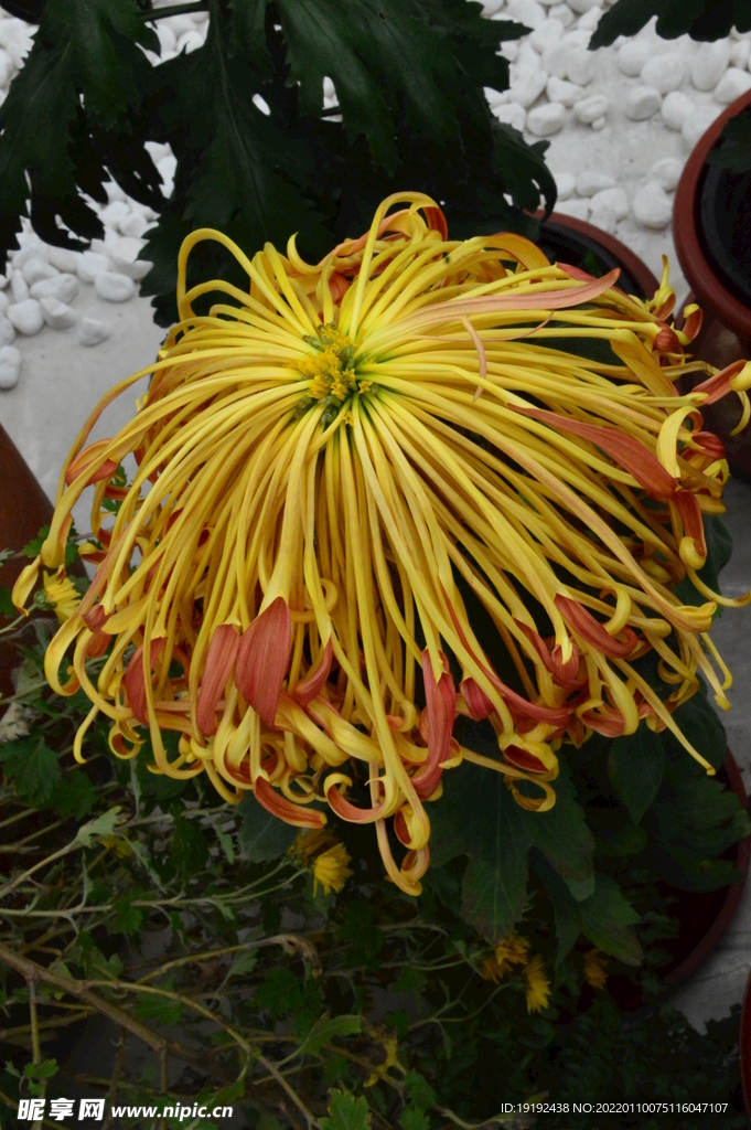 菊花