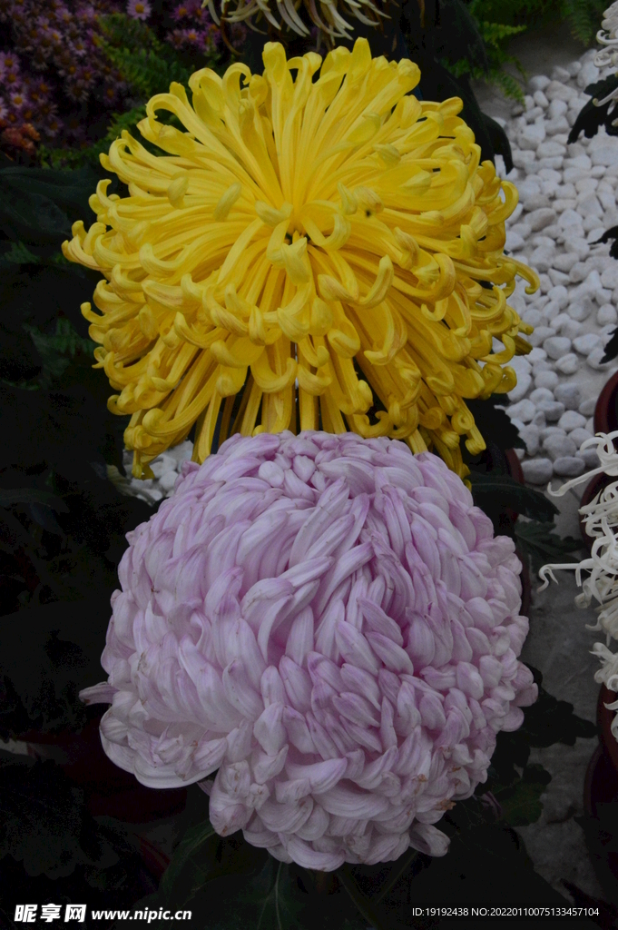 菊花