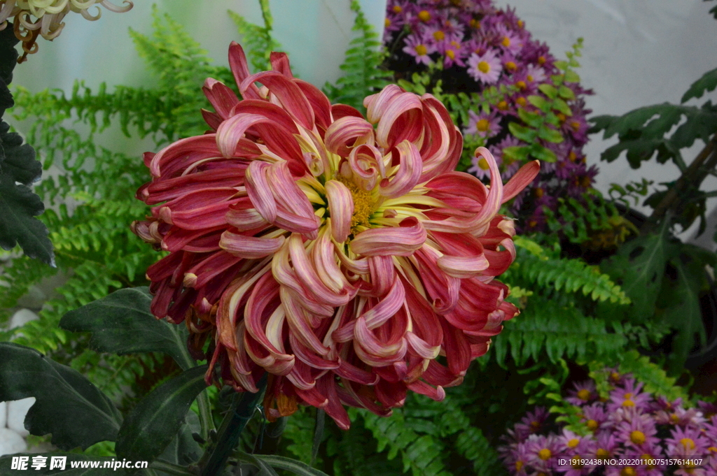 菊花 