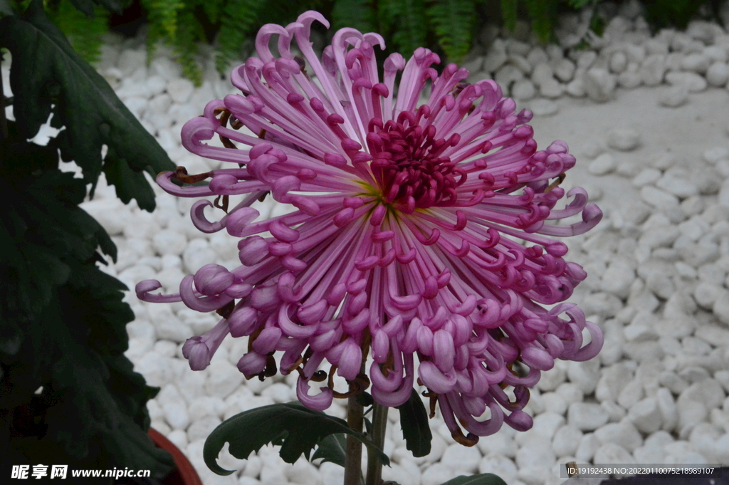 菊花
