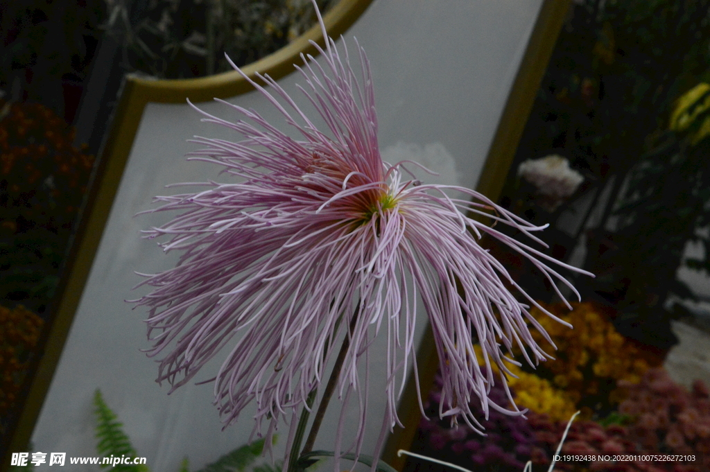 菊花