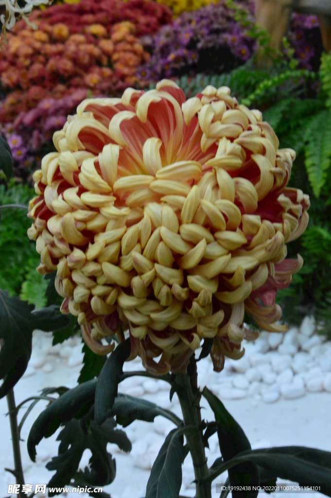 菊花