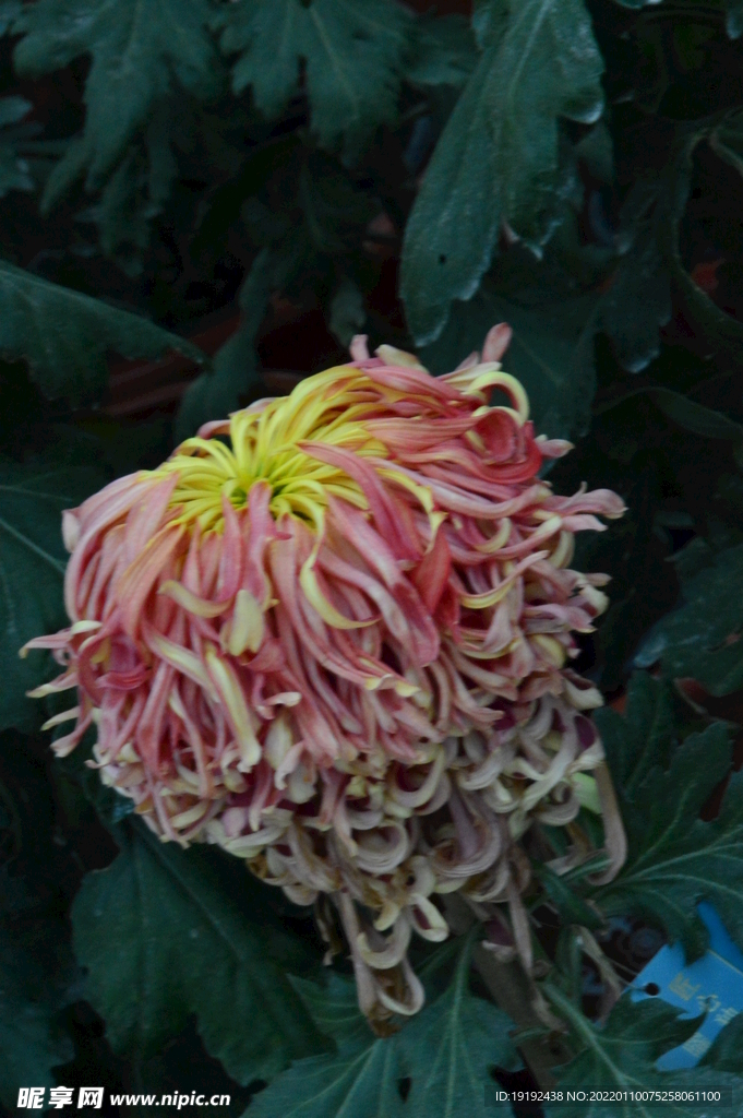 菊花