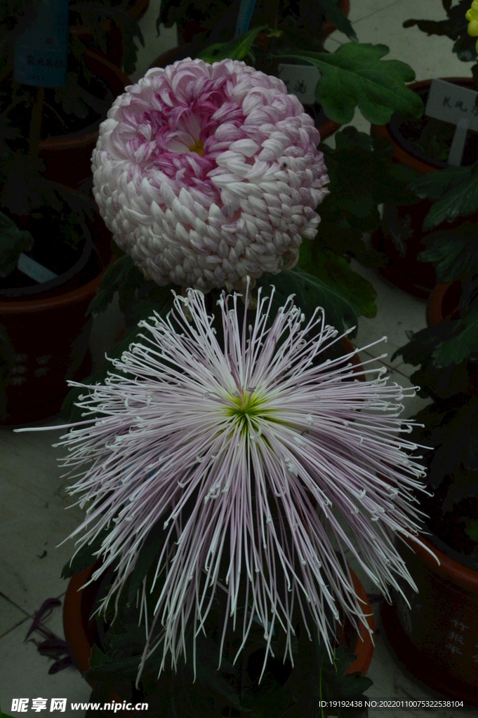 菊花