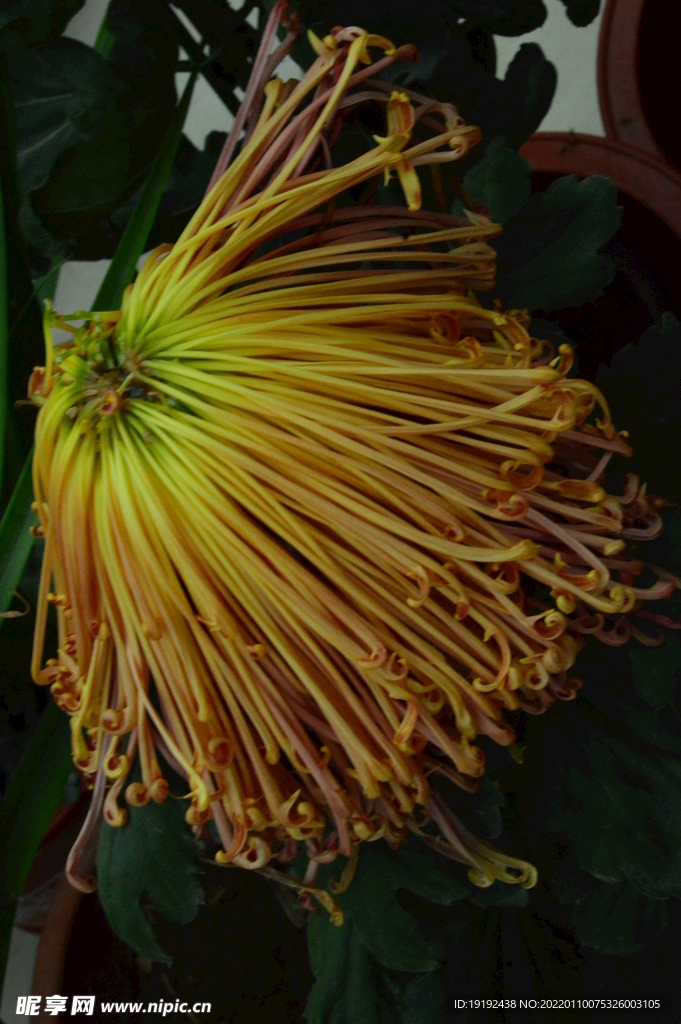 菊花 