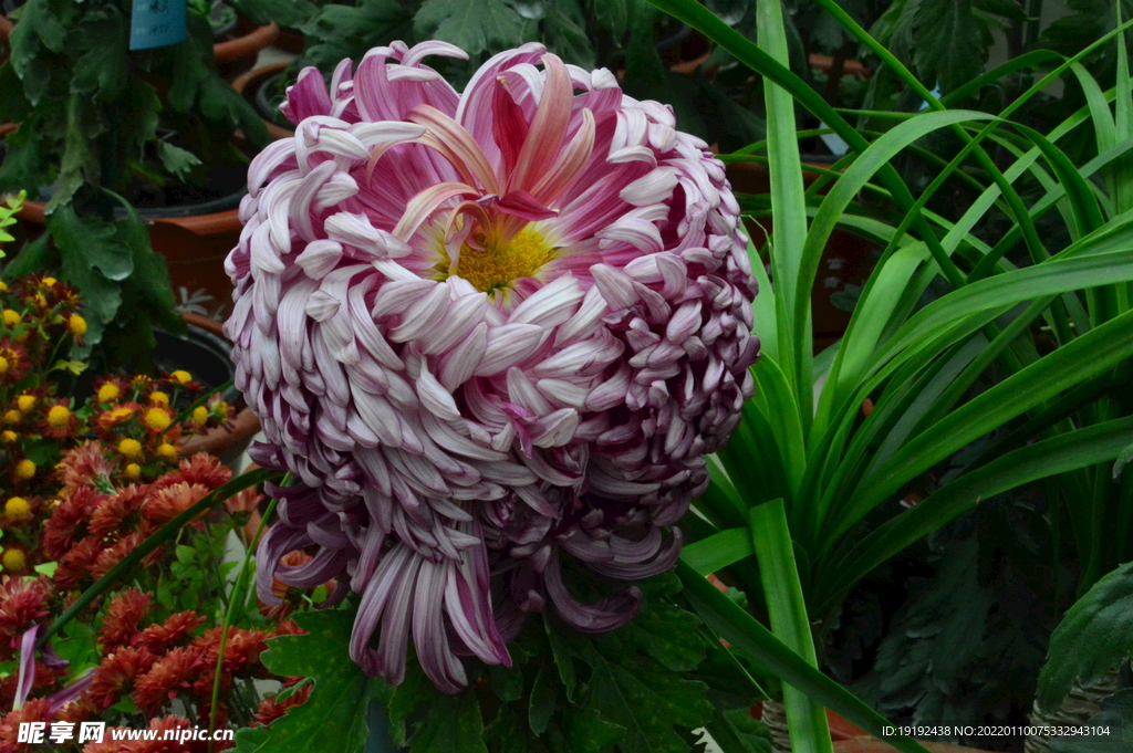 菊花 