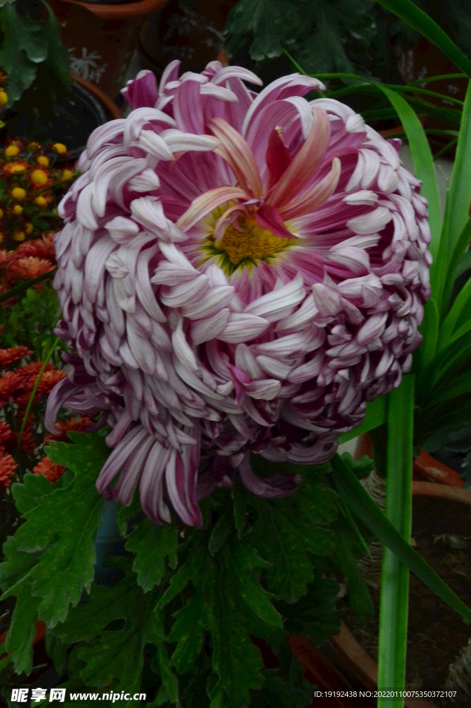 菊花 