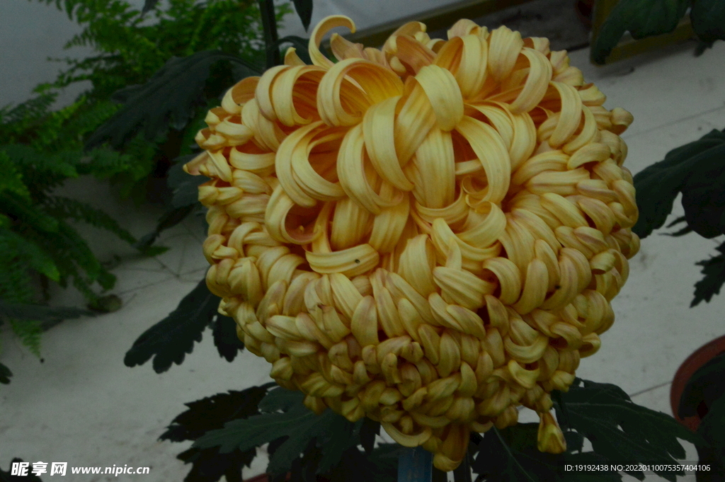 菊花 