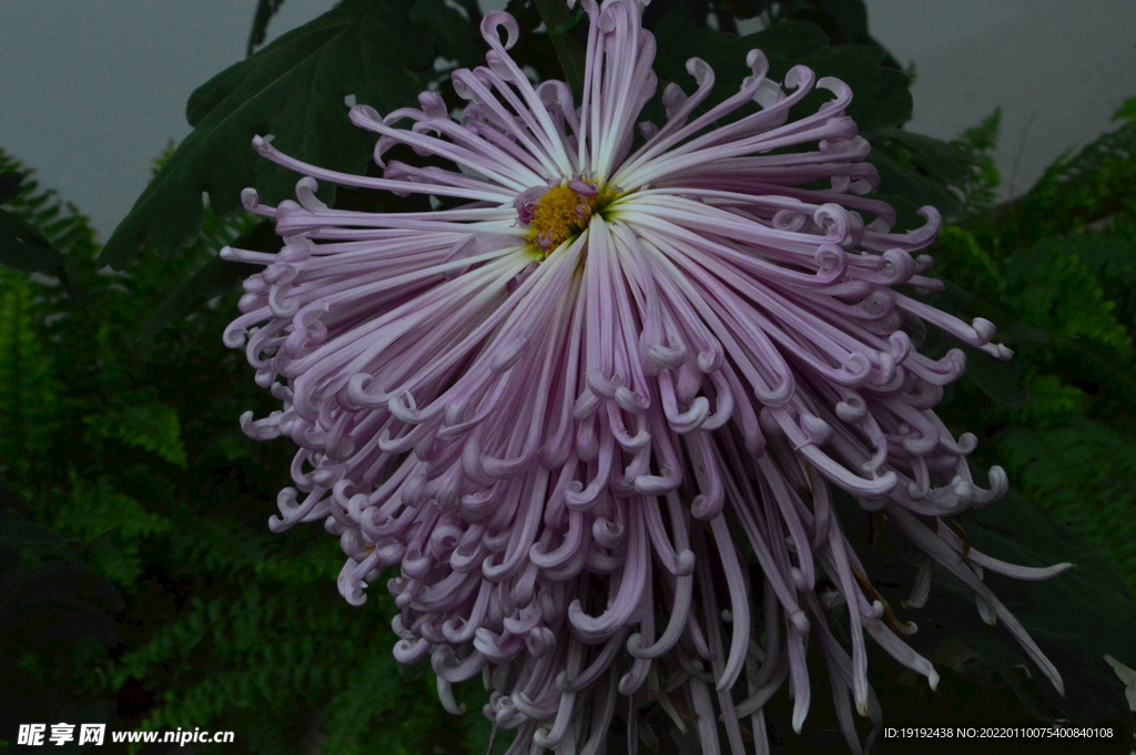 菊花 