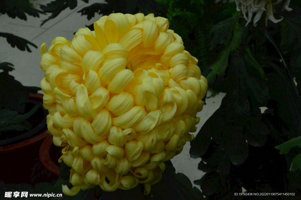 菊花 
