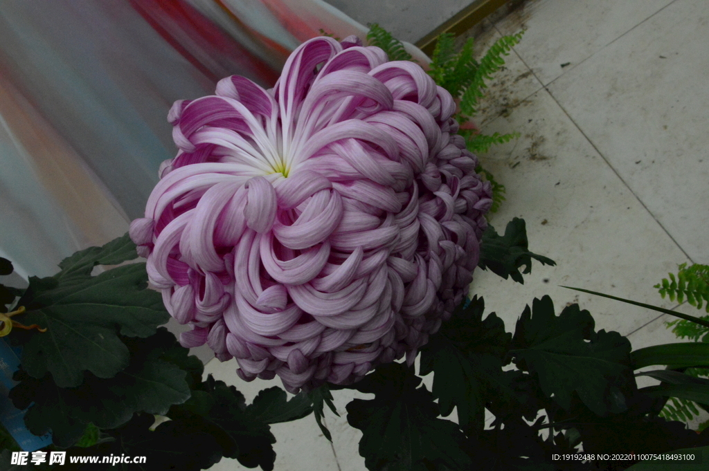 菊花 
