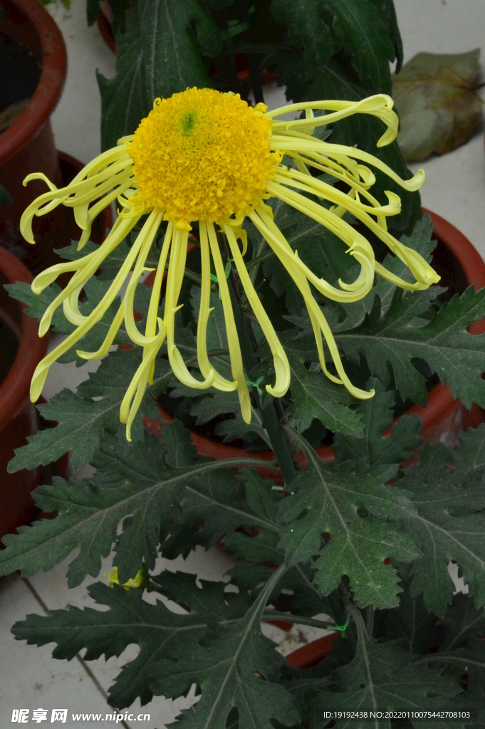 菊花 