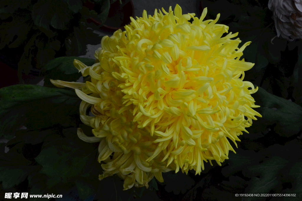 菊花