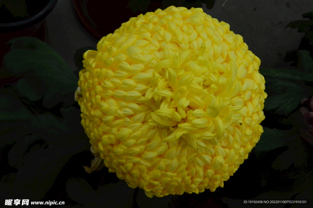 菊花