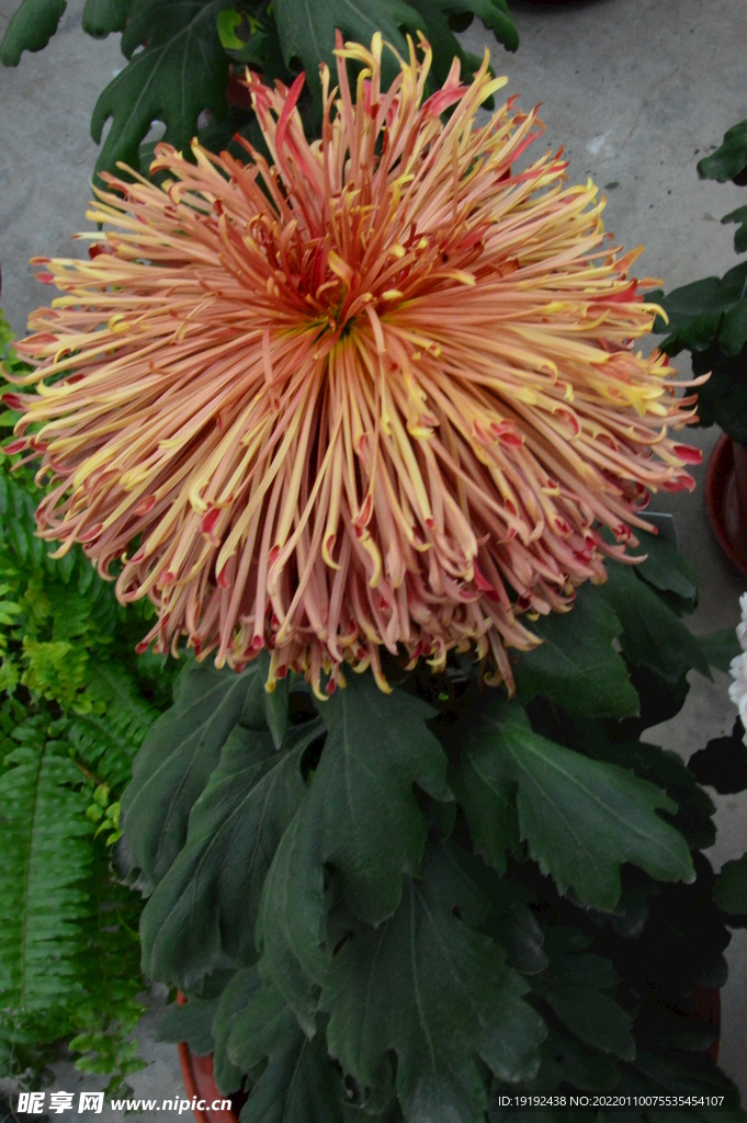 菊花