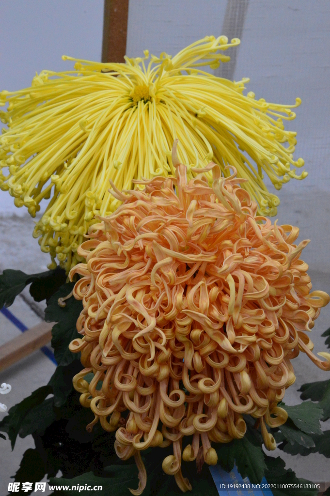 菊花 