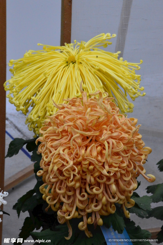 菊花 