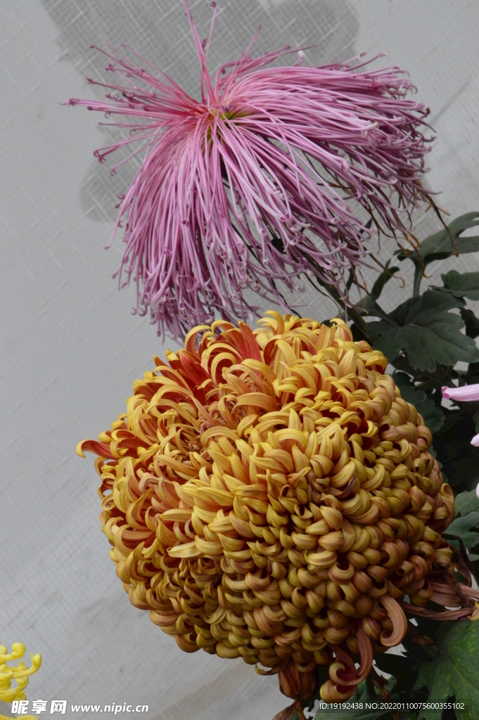 菊花 