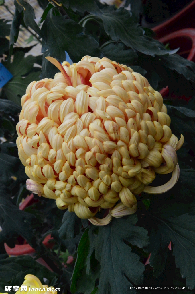 菊花 