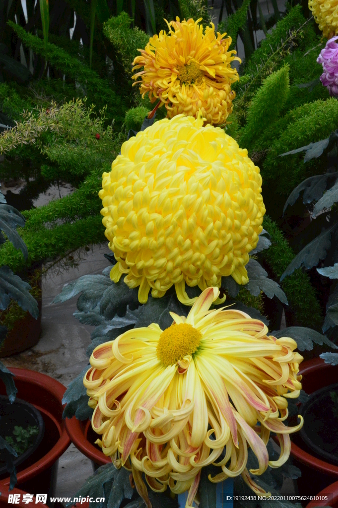 菊花