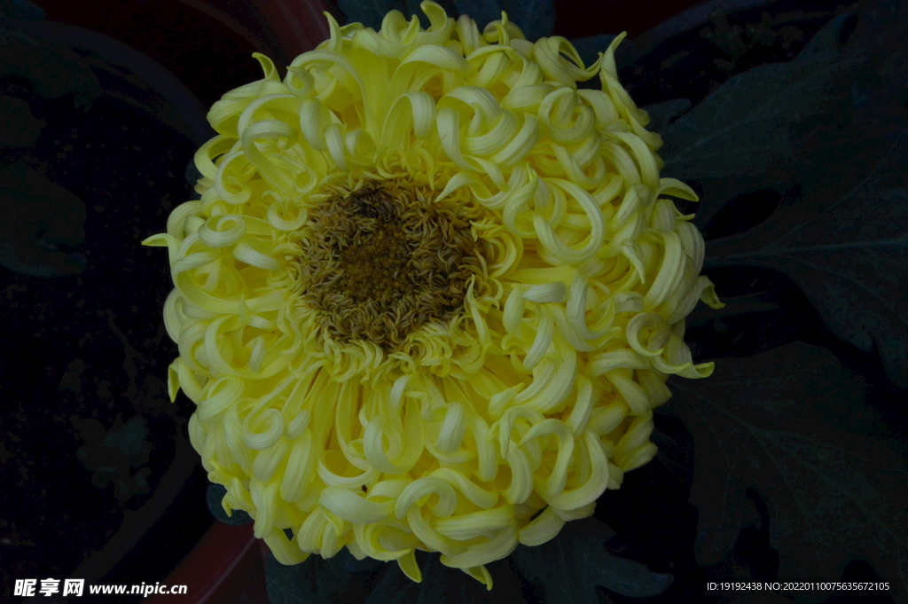 菊花 