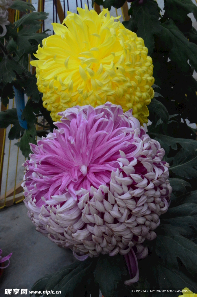 菊花