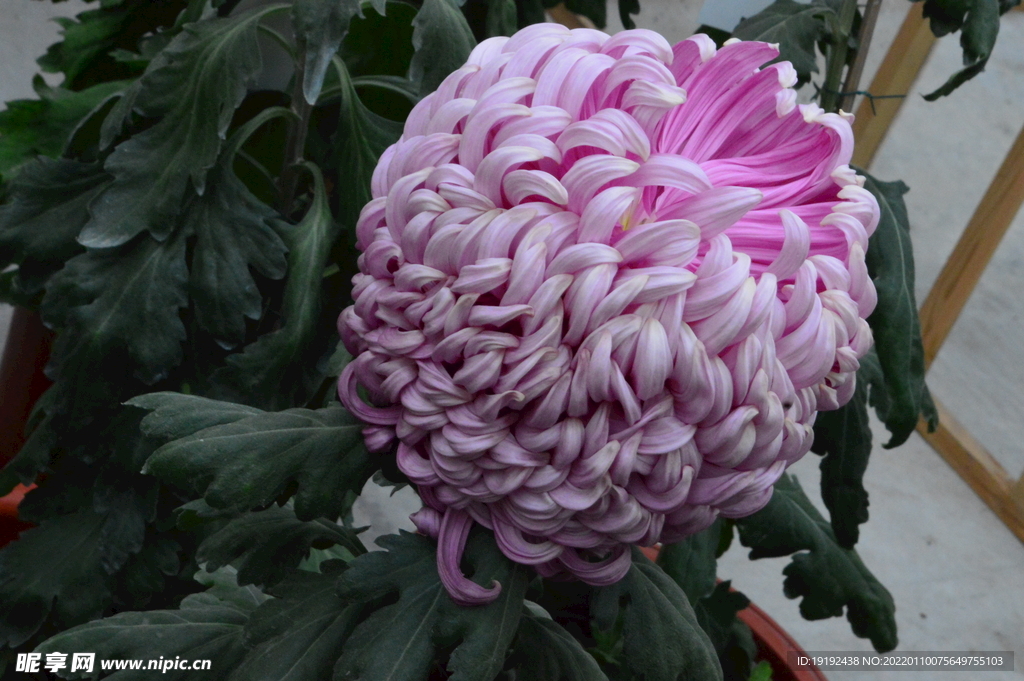 菊花