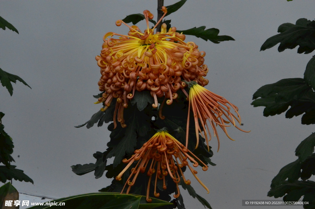 菊花 